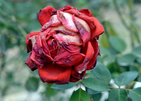 Rotting Hot Cocoa in Red  Rotting Hot Cocoa in Red